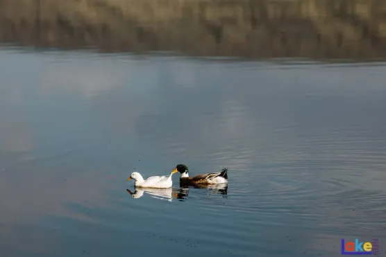 Природа — это не просто окружающая среда, это сложная системаimage