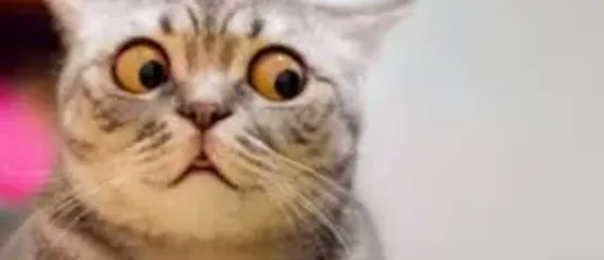 гркапщгукрпжщгурпimage