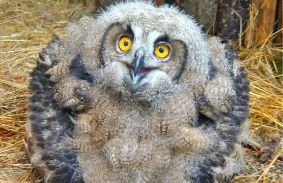 98$ Paid chart postimage